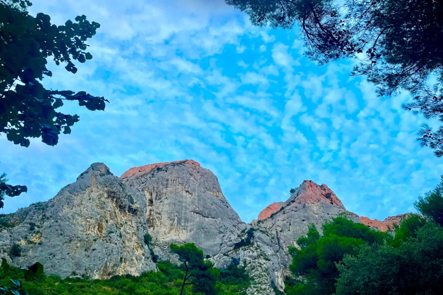 Bicicletas eléctricas en un camino entre olivares de las Alpilles