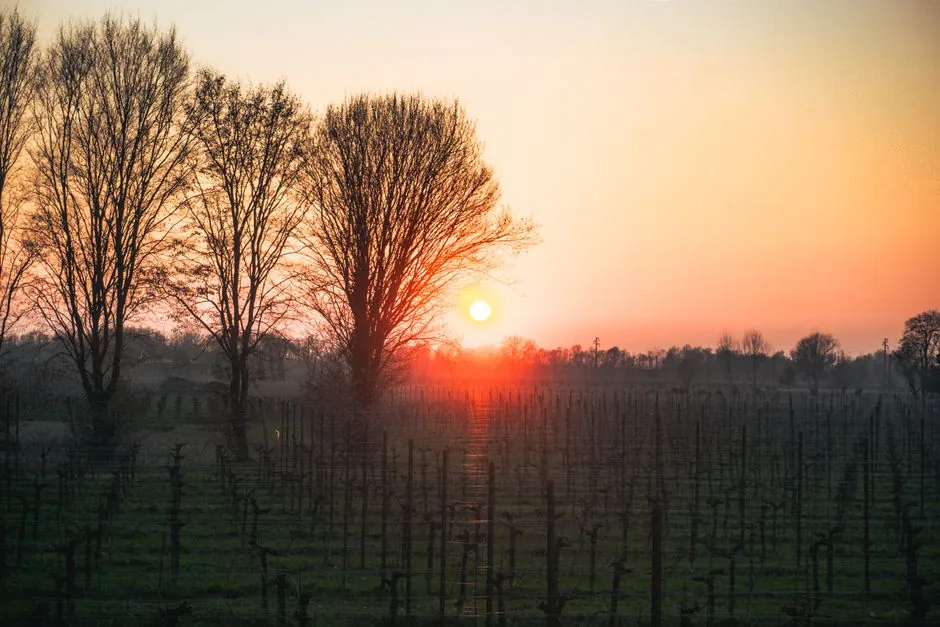 Vignoble au repos en hiver, ceps sans feuilles et arbres dénudés devant un coucher de soleil orangé