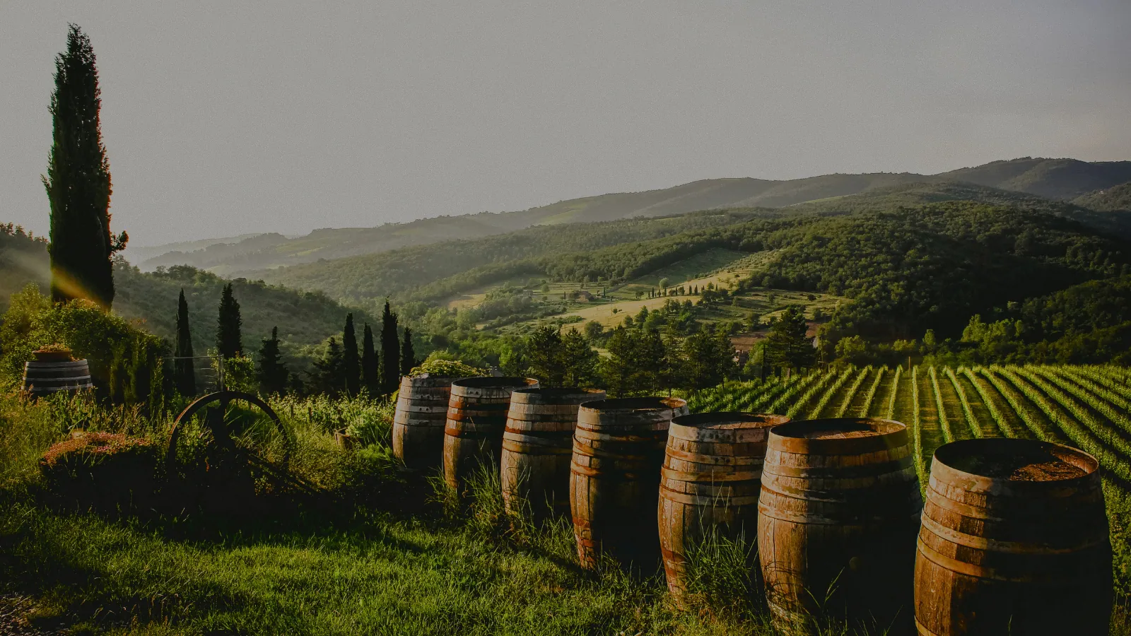 Rangées de tonneaux devant un vignoble