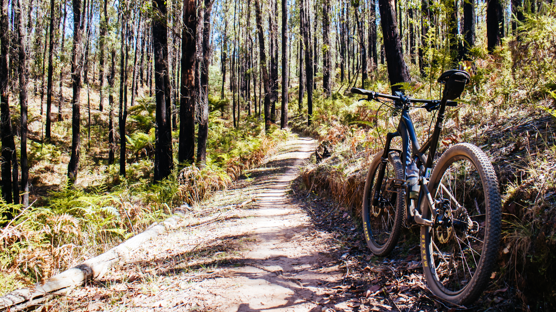 VTT électrique sur un sentier forestier ensoleillé en Provence