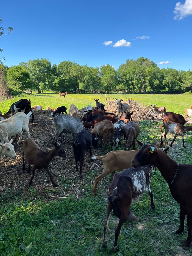 A herd of goats encountered during a farm stop on an electric bike tour