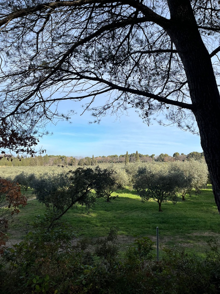An olive grove crossed during an electric bike ride in Provence